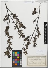 Foto von Salix myrsinifolia Salisb.